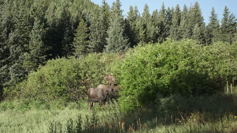 healthy bull moose with antler rack eats leaves from tree in forest