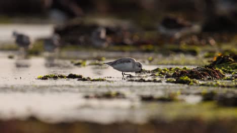 Sanderling-Ave-Zancuda-Playero-Alimentándose-A-Lo-Largo-De-La-Zona-Intermareal-Costera,-Tele