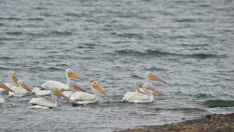 Esplendor-Del-Otoño:-Los-Pelícanos-Blancos-Americanos-Descienden-Sobre-La-Bahía-De-Cooney,-Kamloops