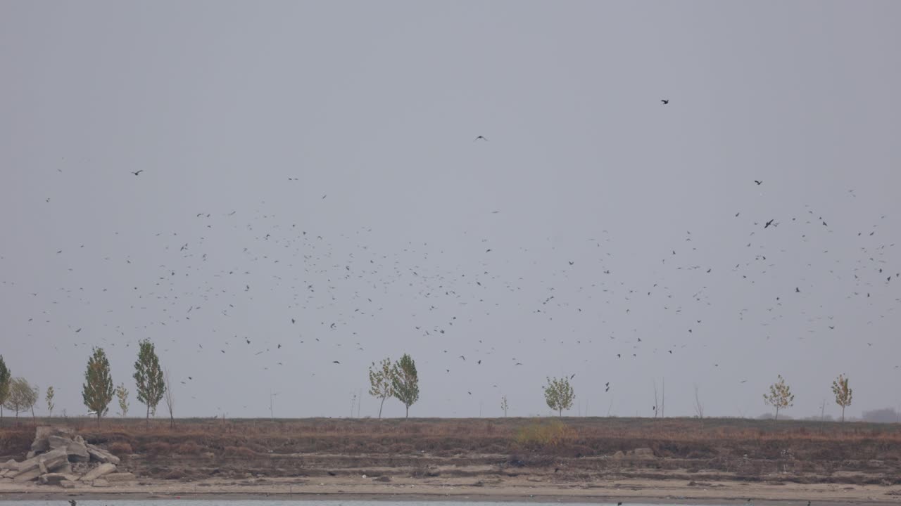 Large Flock Of Sea Birds Flying Over River On Summertime
