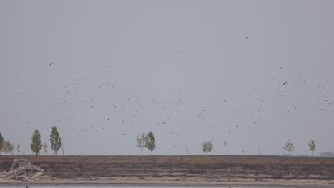 Gran-Bandada-De-Aves-Marinas-Volando-Sobre-El-Río-En-Verano