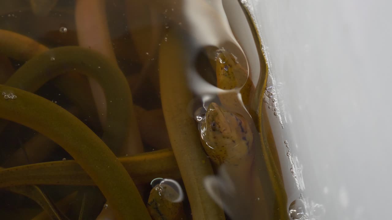 anguila de pantano amarilla asiática saliendo con la cabeza fuera del agua respirando en un tanque de cubo blanco