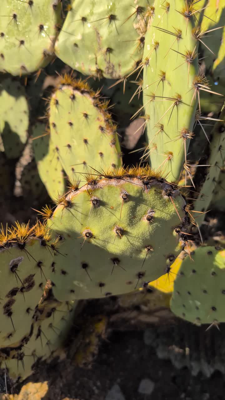 Lodret nærbillede af en Arizona-kaktus med skarpe pigge og varmt ørkenlys. Fredelige makro-stockoptagelser, der er ideelle til sociale feeds og naturvisuelle elementer.