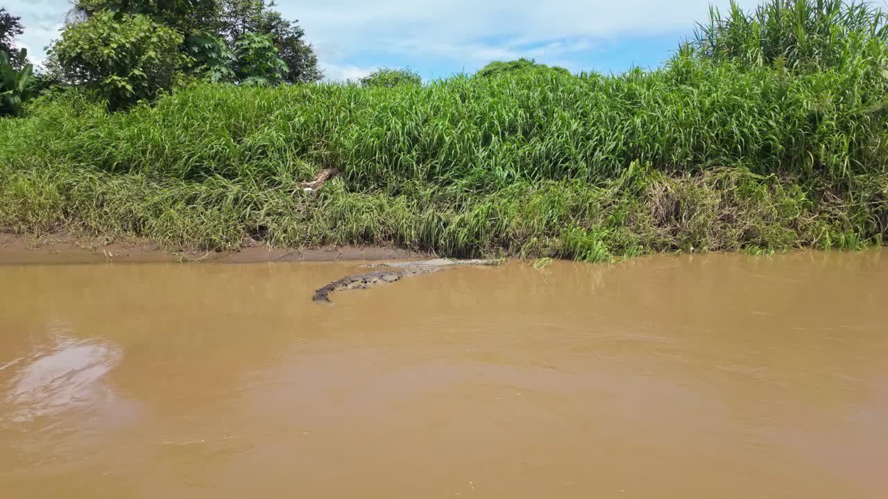 Spectacular moments as an American crocodile couple basks next to each other on the muddy shore of the Tárcoles River in Costa Rica