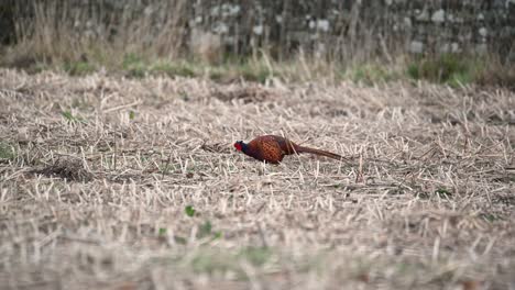 Schöner-Männlicher-Fasan,-Der-An-Einem-Sonnigen-Frühlingstag-In-Einem-Feld-Füttert