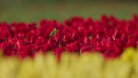 small bird among red and yellow tulips