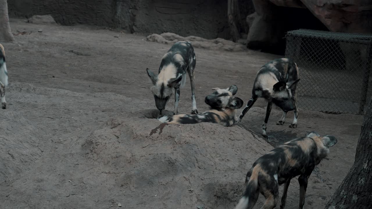 땅에 앉아서 걷는 페로 살바제 아프리카노 그룹