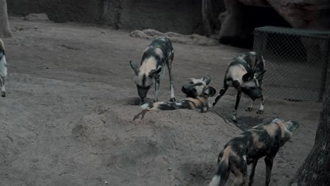 Grupo-De-Perro-Salvaje-Africano-Sentado-Y-Caminando-En-La-Tierra