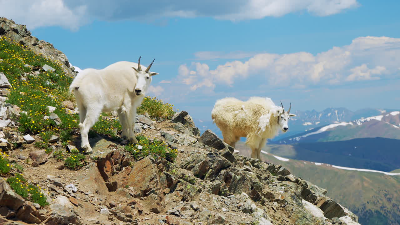 cabras de montaña lado de nieve grises y torres 14er montañas rocosas picos de colorado breckenridge paisaje soleado verano pacífico cielo azul nubes rodando impresionante hermosa mañana cámara lenta
