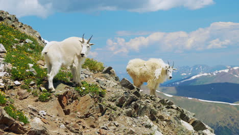 Bergziegen-Seite-Der-Schneebedeckten-Grautöne-Und-Torreys-14er-Rocky-Mountains-Gipfel-Colorado-Breckenridge-Landschaft-Sonniger-Sommer-Friedlicher-Blauer-Himmel-Wolken-Rollen-Atemberaubend-Schöne-Morgenzeitlupe