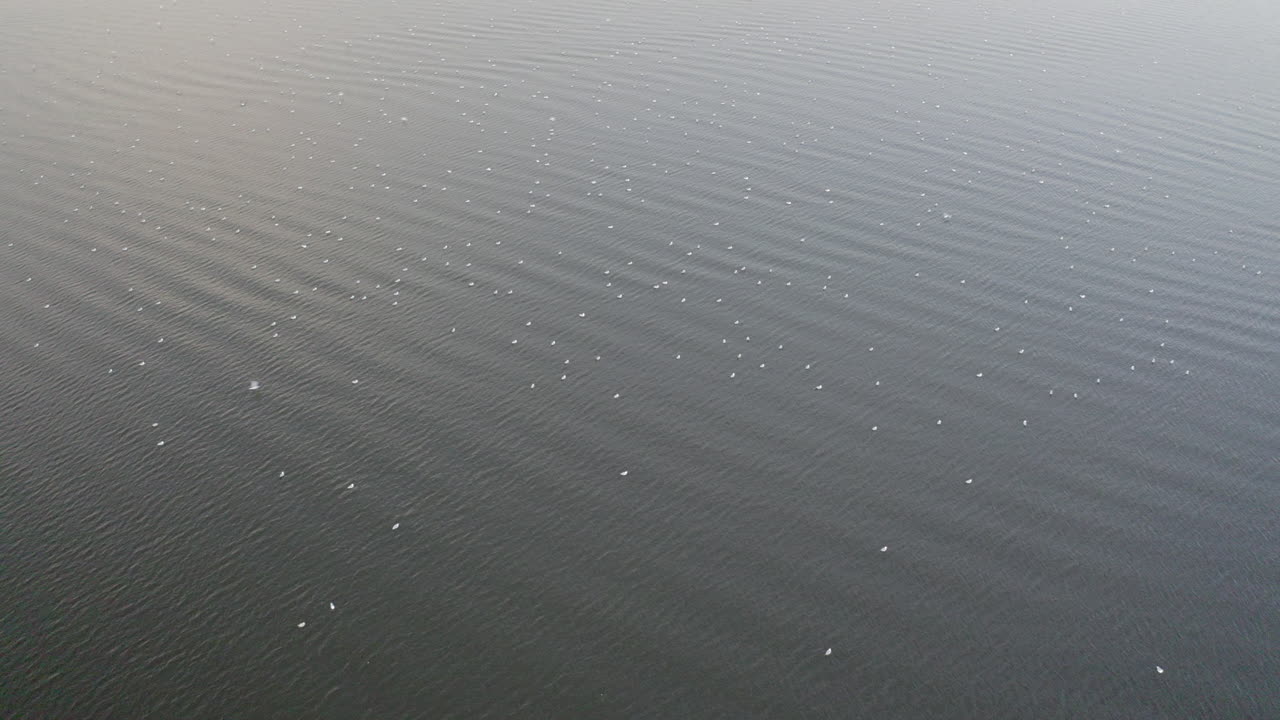 평화로운 호수에서 휴식을 취하는 새들의 공중 촬영
