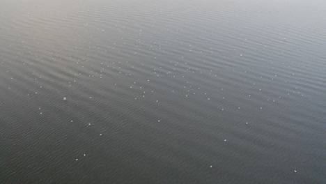 Toma-Aérea-De-Pájaros-Relajándose-En-Un-Lago-Tranquilo