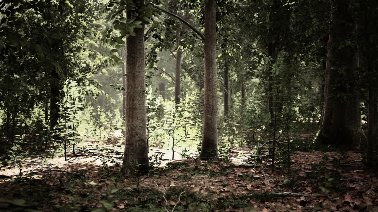 Foresta di faggi nebbiosa sul pendio di una montagna in una riserva naturale