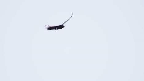 large black vulture flying against bright sky, showing wingspan and mid-flight motion