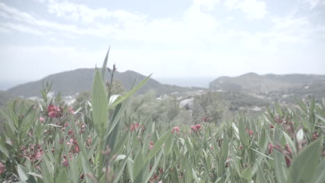 Flores-Rojas-Ondeando-En-El-Viento-En-Cámara-Lenta-En-Campos-Verdes-En-Un-Registro-De-Día-Soleado