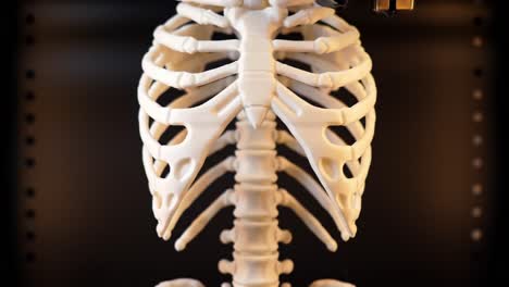 exploring the intricacies of a 3d-printed human skeleton model: a journey from creation to detailed examination