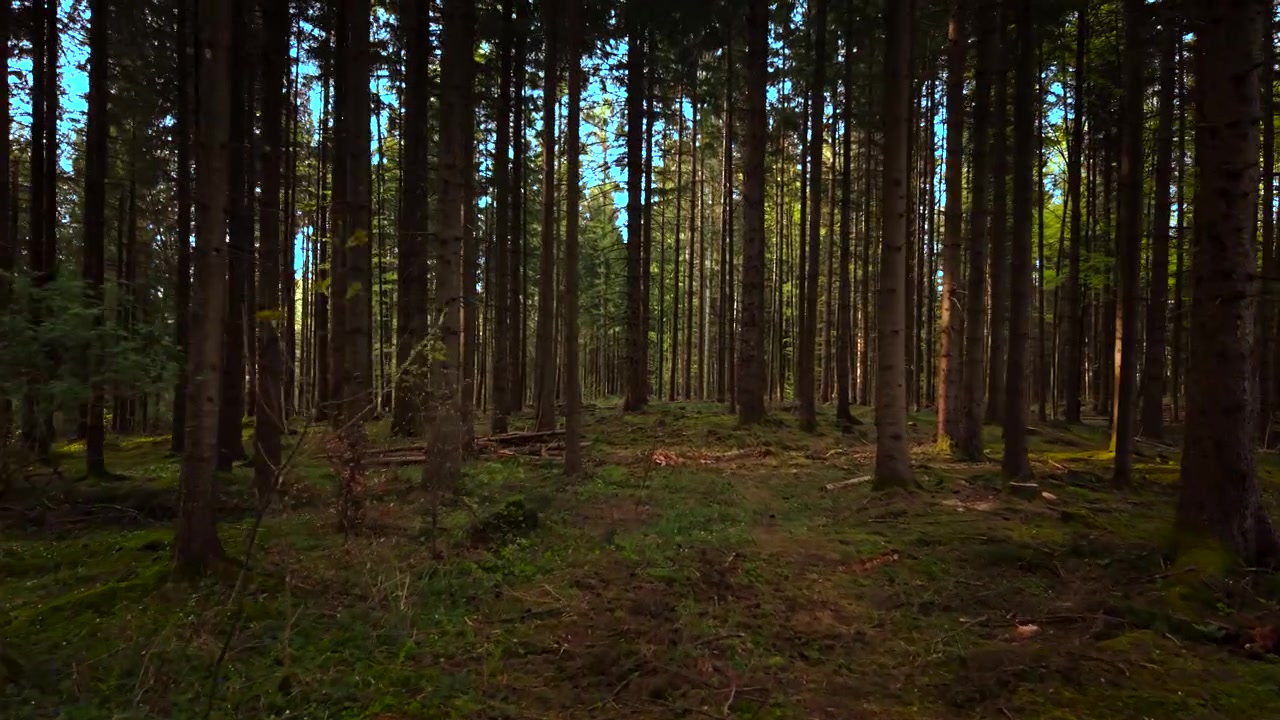 Chioma di alberi di una foresta di abeti con un tappeto di muschio verde sottostante, Baviera, Germania. Volo di drone in avanti