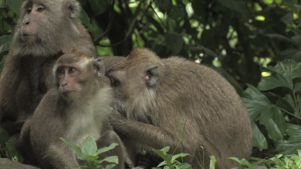 macaco comedor de cangrejos, macaco de cola larga, macaca fascicularis, macaco cangrejero, grupo con crías preparándose tranquilidad sentado en rocas con fondo de selva, ujung kulon, panaitan, indonesia