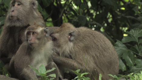 Crab-eating-macaque,-long-tailed-macaque,-Macaca-fascicularis,-macaco-cangrejero,-group-with-youngs-grooming-tranquillities-sitting-on-rocks-with-jungle-background,-Ujung-kulon,-Panaitan,-Indonesia