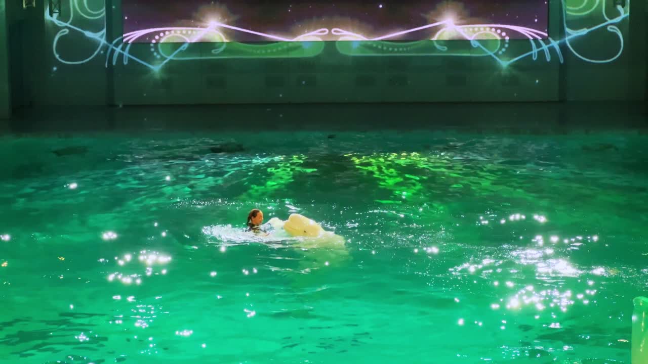 Beluga Whale and Human Interaction in a Pool