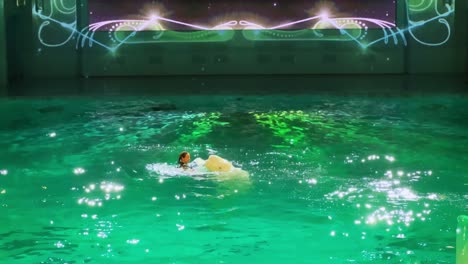 beluga whale and human interaction in a pool