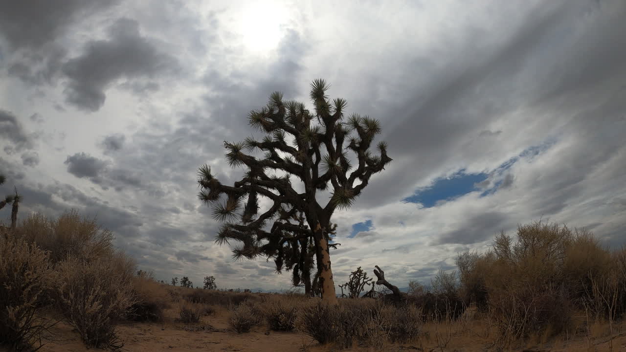 Un albero di Giosuè si erge imponente nel paesaggio del deserto del Mojave con un cielo nuvoloso drammatico e tempestoso sopra durante una pioggia leggera - timelapse statico.