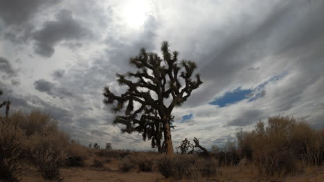 un árbol de joshua se yergue en el paisaje del desierto de mojave con un dramático y tormentoso paisaje de nubes sobre la cabeza durante una lluvia ligera - lapso de tiempo estático