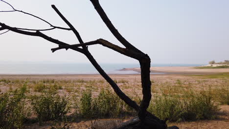 view of empty beach and seascape through leafless tree branch