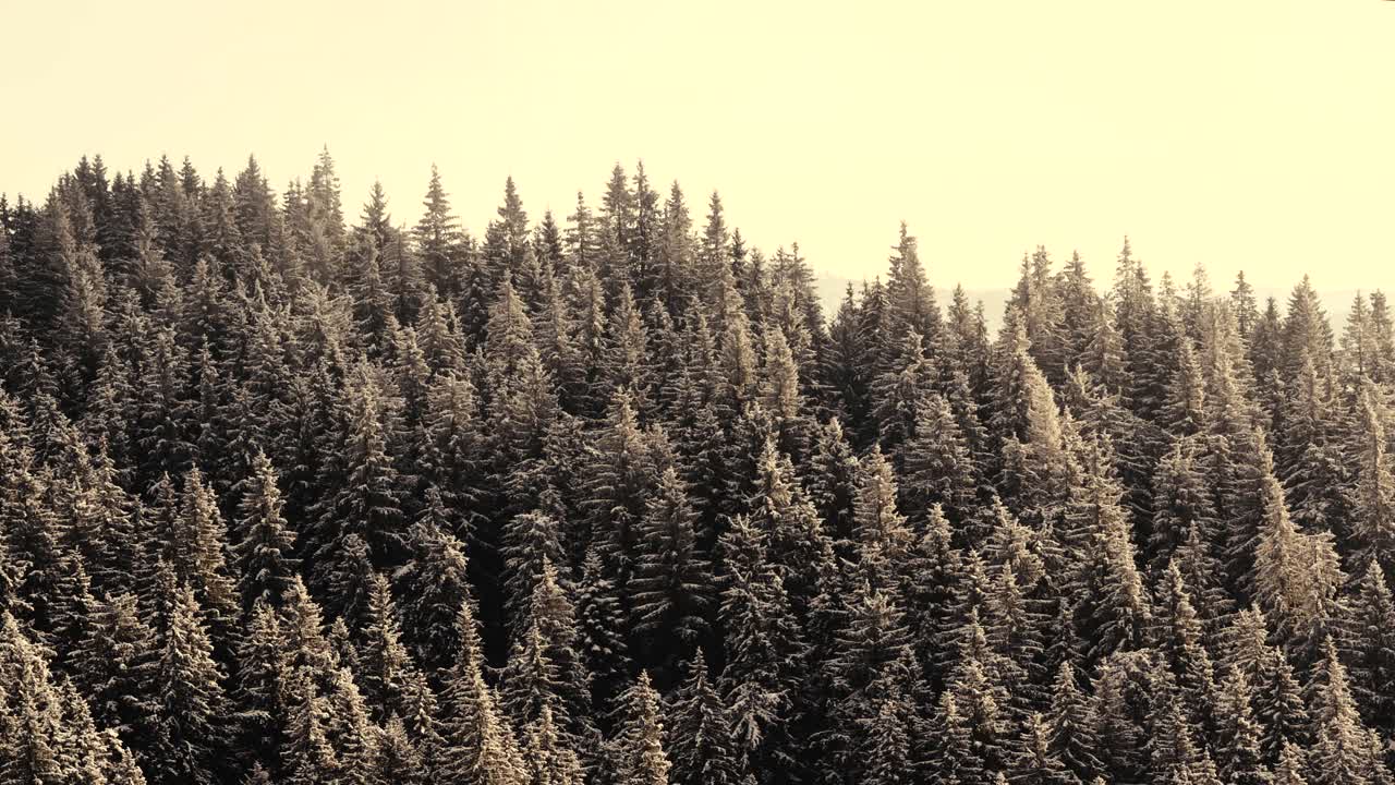 루마니아 산의 안개 낀 아침