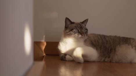 a white female cat is resting on the floor and goes out of frame