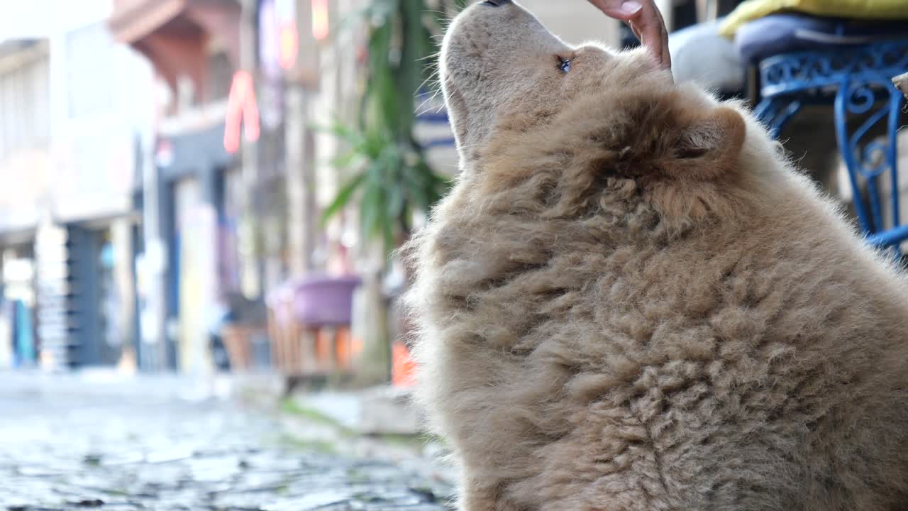 chow chow esponjoso en una calle de la ciudad