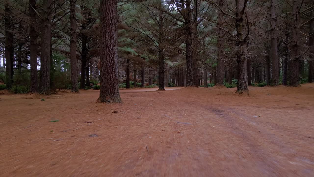 fotografía de drone de bajo ángulo de movimiento rápido moviéndose a través de un bosque oscuro con troncos de árboles cerca de strahan, tasmania, australia