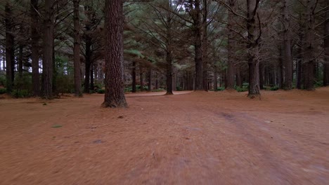 Zeitraffer-Drohnenaufnahme-Aus-Niedrigem-Winkel,-Die-Sich-Durch-Einen-Dunklen-Wald-Mit-Baumstämmen-In-Der-Nähe-Von-Strahan,-Tasmanien,-Australien-Bewegt