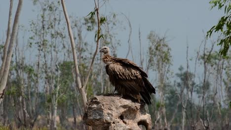 the himalayan griffon vulture is near threatened due to toxic food source and habitat loss