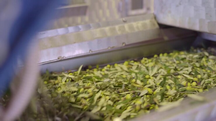 Industrial olive sorting machine using air blowers and vibrating screens to remove leaves, twigs, and debris from freshly harvested olives and preparing olives for olive oil extraction at Olive mill