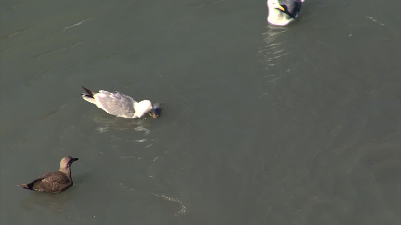 gaviota atrapando un pez en aguas de entrada tarr, alaska
