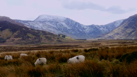 several sheap grazing in a field in front of a mountain view in wales in the uk