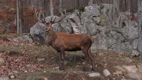 elk bull turns head to look at you big rack magestic beast rolling by slomo