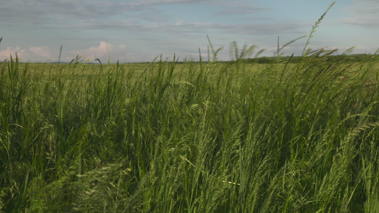 Tall green grass blowing in the wind, green field in spring