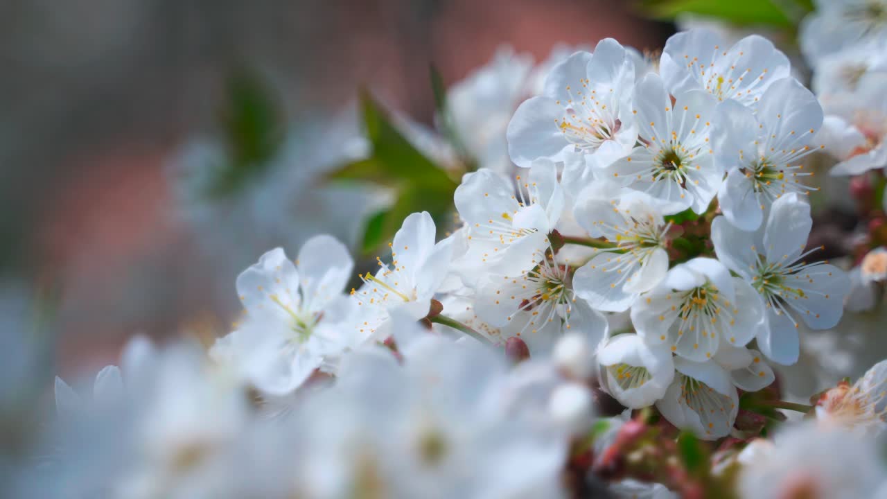 Large white flowers of cherry. Spring flowering cherry tree