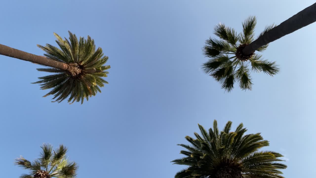 Palm Trees spin in Beverly Hills spinning against sky in rich neighbourhood in Las Angeles, United States of America - Travel Video spinning and rotating