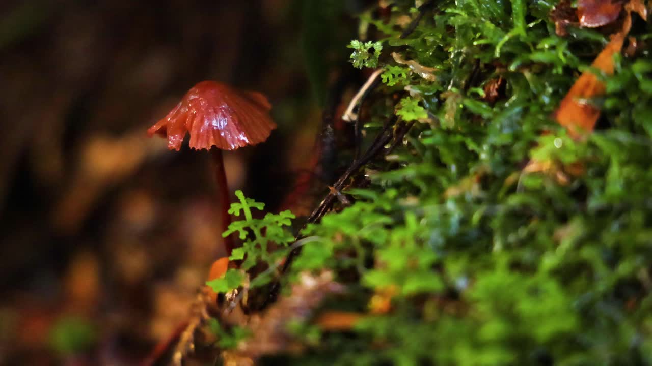 Close-up of mushroom and fern in rainforest