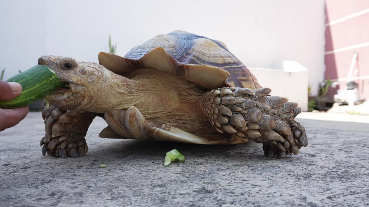 Pet Owner Feeding The African Spurred Tortoise With Cucumber