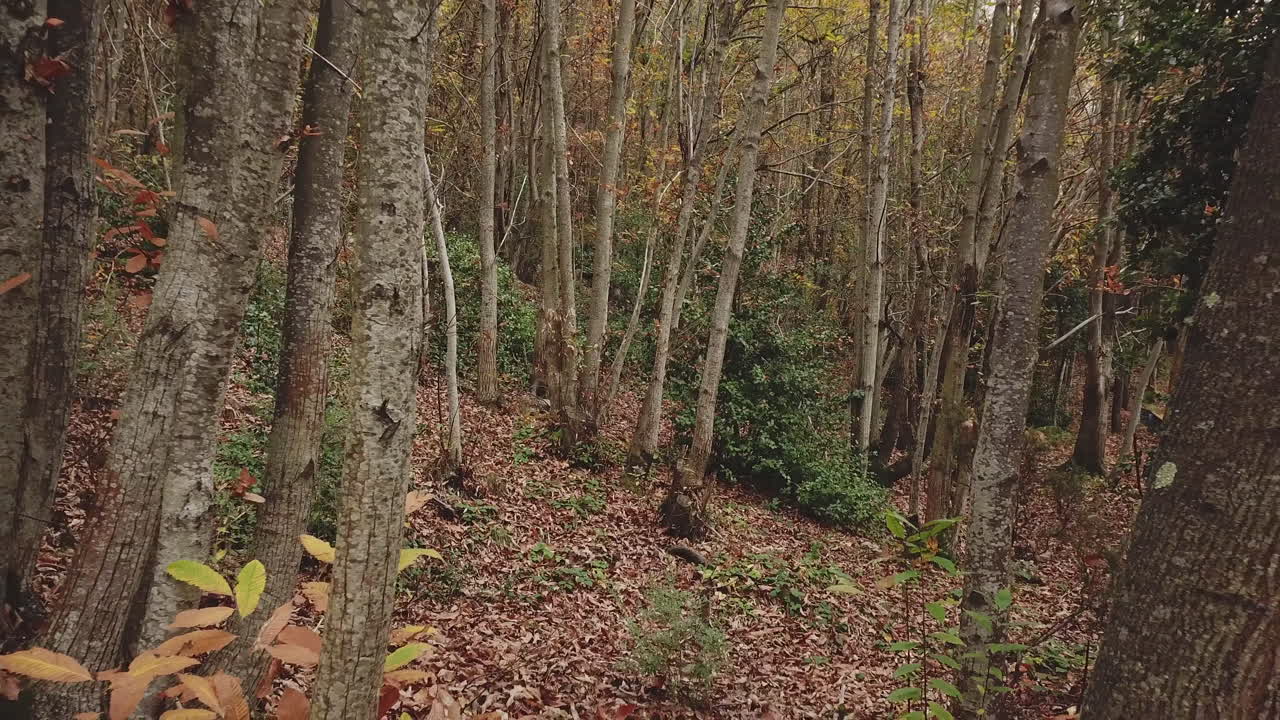 Alberi della foresta autunnale. Fogliame nel bosco.