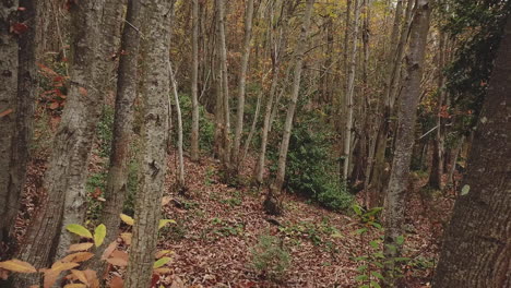 Bäume-Im-Herbstwald.-Laub-Im-Wald