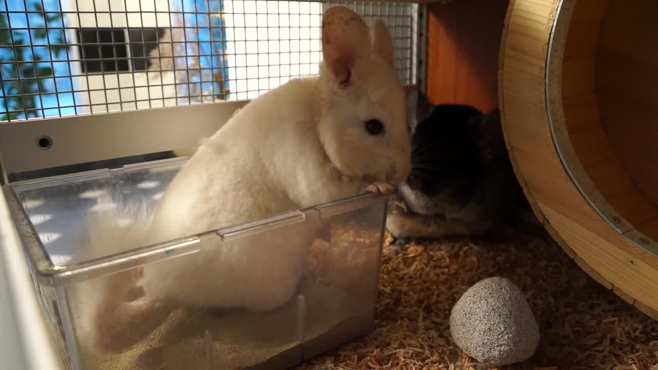 Closeup Of A White - Grey Chinchilla In A Pet Cage.