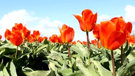 los tulipanes rojos ondeando en el viento