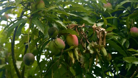 Mango-Rojo-En-Un-Manojo-Colgado-En-La-Altura-Del-árbol,-Primer-Plano-Alrededor-De-Las-Hojas