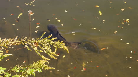 wild black scaled koi carp swimming in a pond during daytime in tokyo, japan