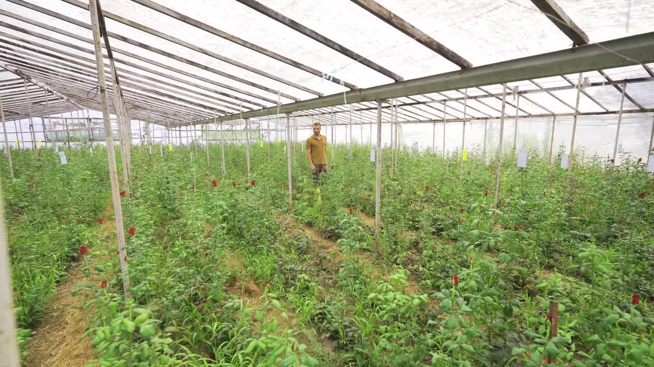 invernadero para la producción de flores.